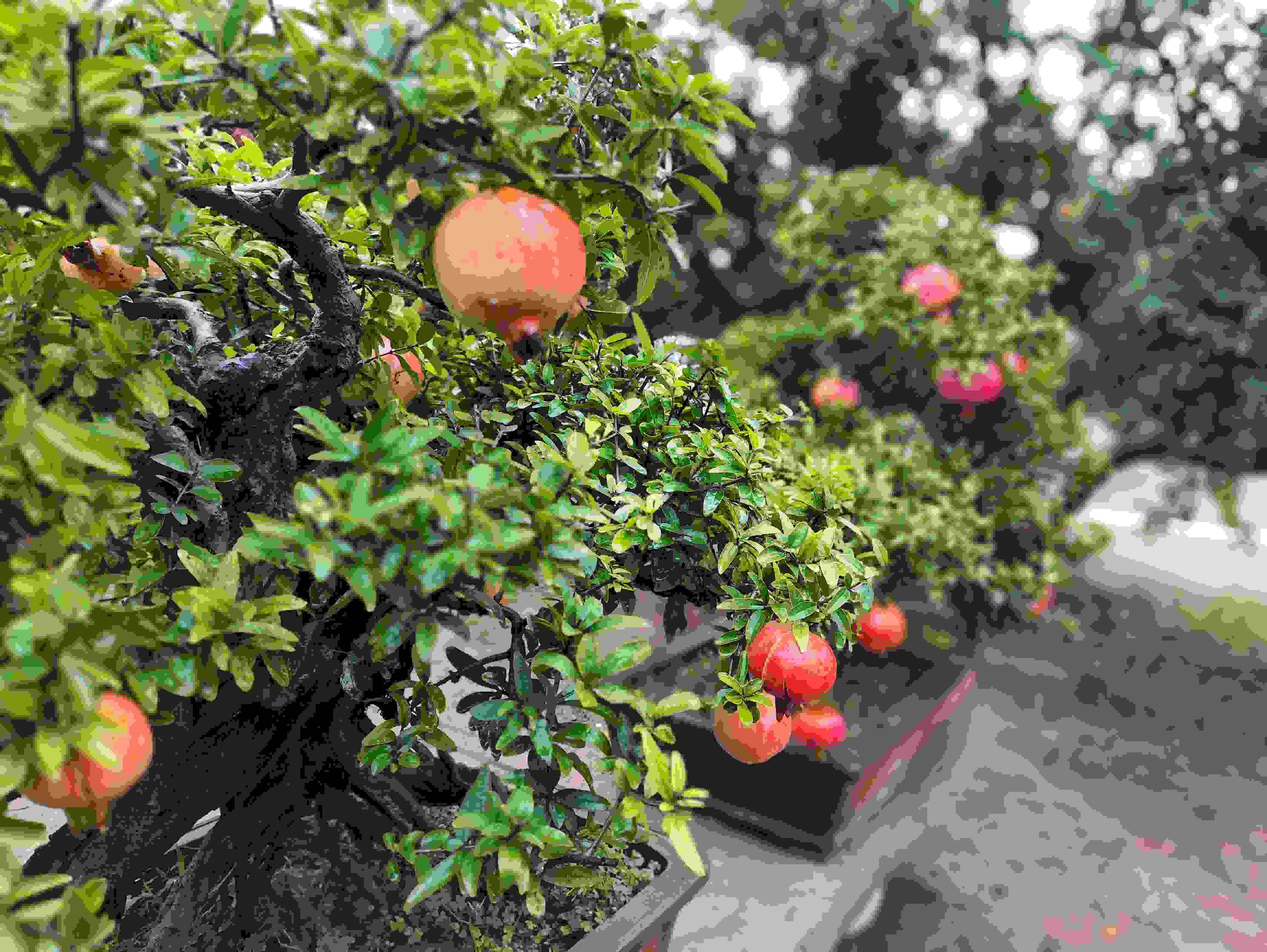 △石榴的發(fā)展帶動(dòng)了當(dāng)?shù)厥衽杈爱a(chǎn)業(yè)。（總臺(tái)央視記者鐘信偉拍攝）