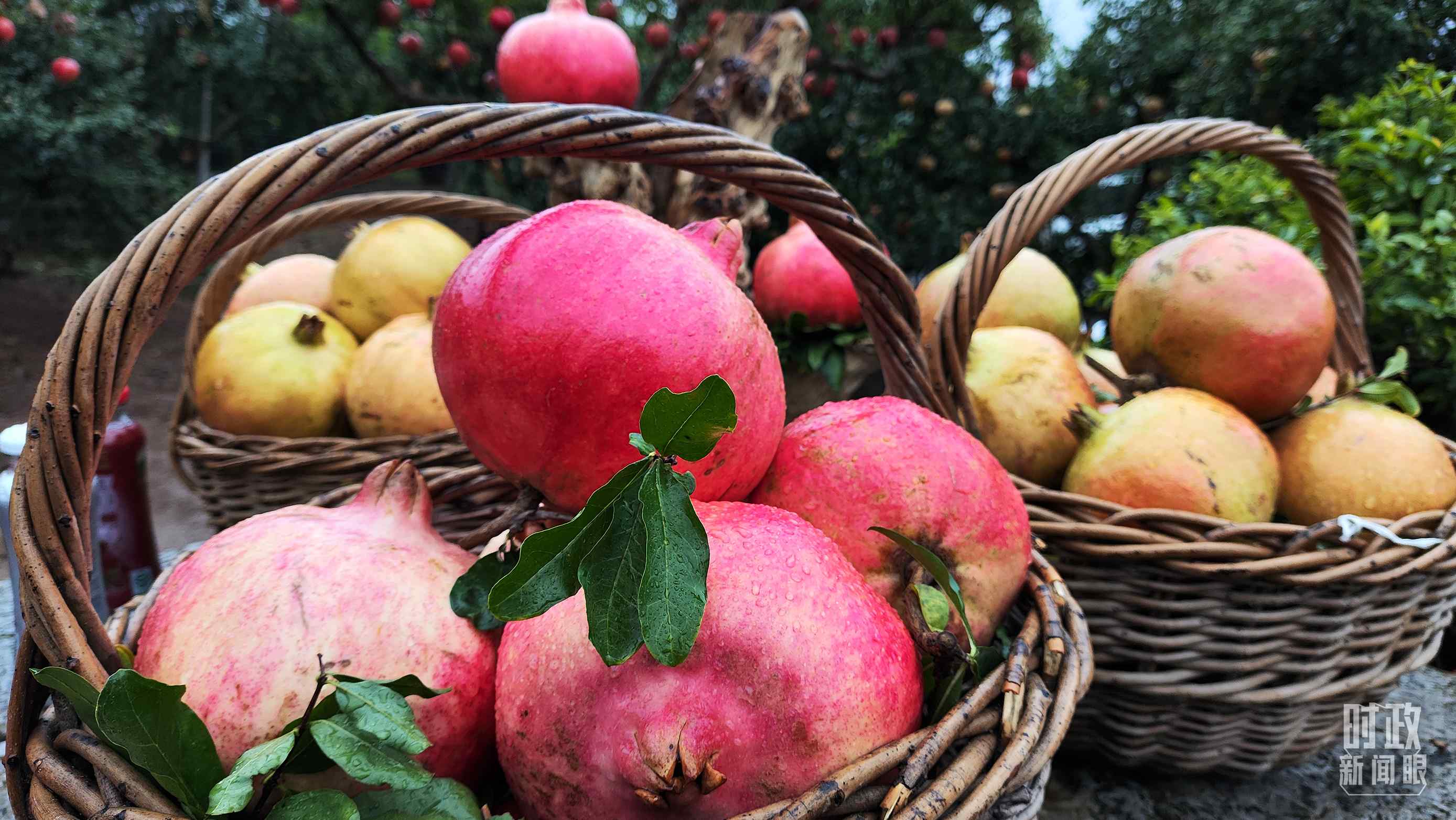 △種植園內(nèi)新鮮采摘的石榴。（總臺央視記者鐘信偉拍攝）