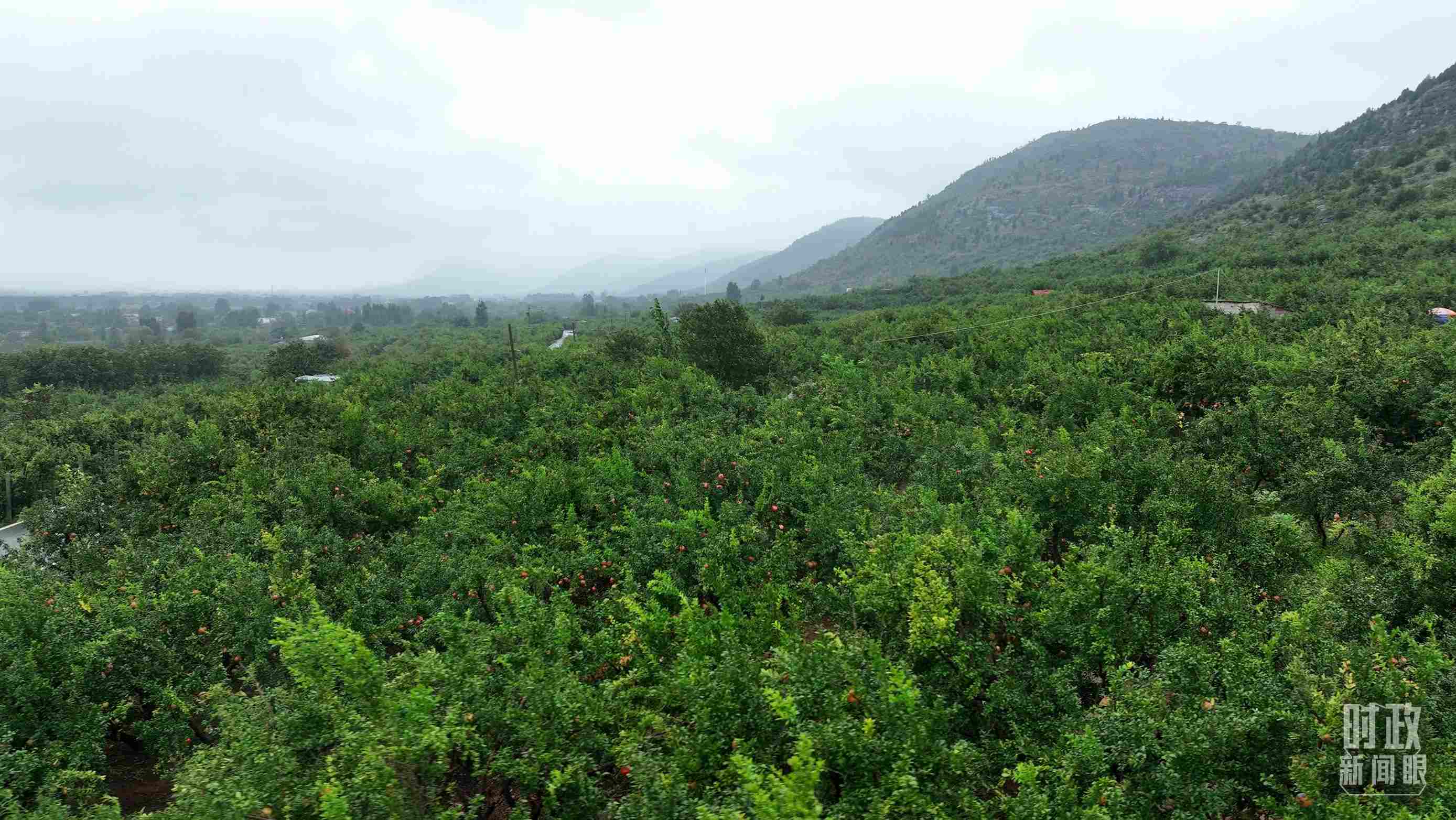△山東棗莊冠世榴園。（總臺記者韓森、張鵬拍攝）