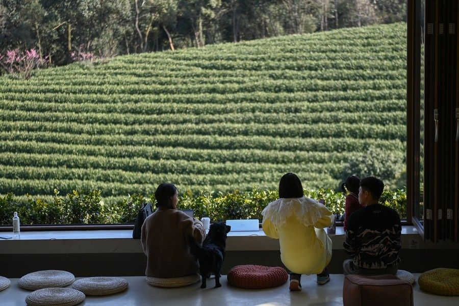 游客在浙江省安吉縣黃杜村萬畝茶園邊的咖啡館休閑（2023年2月21日攝）。