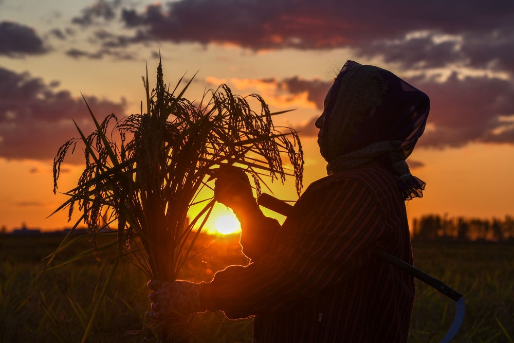 農(nóng)民在吉林省吉林市永吉縣萬昌鎮(zhèn)花家村收割水稻（2023年9月12日攝）。新華社記者 張楠 攝