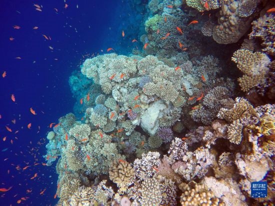  這是10月2日在埃及西奈半島達哈布藍洞內拍攝的珊瑚和魚類。新華社記者 隋先凱 攝