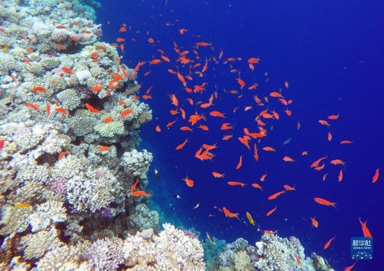  這是10月2日在埃及西奈半島達哈布藍洞內拍攝的珊瑚和魚類。新華社記者 隋先凱 攝
