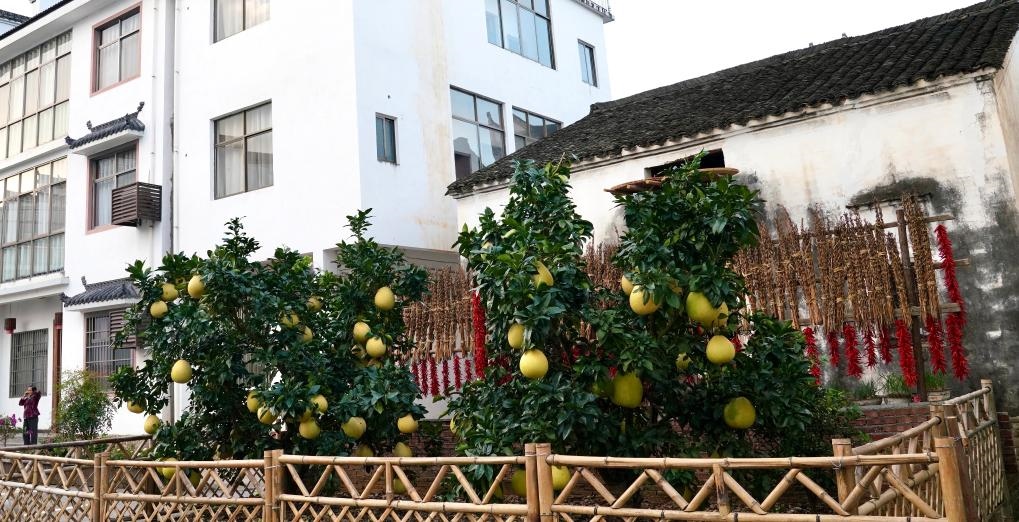 近日在江西省上饒市婺源縣秋口鎮(zhèn)王村石門(mén)自然村拍攝的馬家柚。新華社記者 胡晨歡 攝
