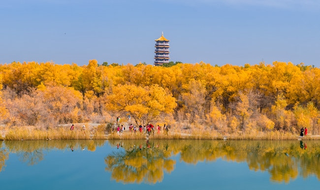 胡楊林金碧耀眼。蘭州局集團(tuán)公司融媒體中心供圖