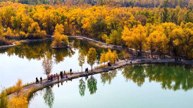 胡楊林金碧耀眼。蘭州局集團(tuán)公司融媒體中心供圖