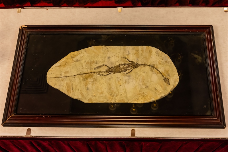 潛龍化石。國家文物局供圖