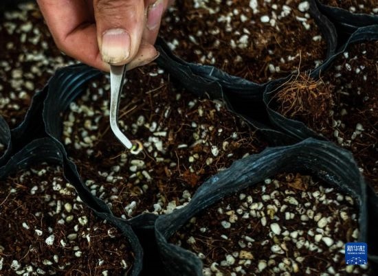 云南錦科花卉工程研究中心里已經(jīng)發(fā)芽的太空種子（4月3日攝）。