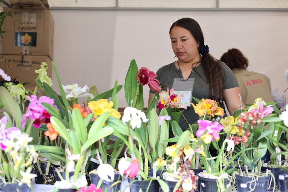 9月14日至17日，哥倫比亞首都波哥大舉辦蘭花展。