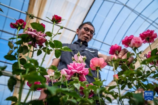 在云南省安寧市現(xiàn)代農(nóng)業(yè)園區(qū)玫瑰種植示范園，技術(shù)員田連通觀察玫瑰花（10月20日攝）。
