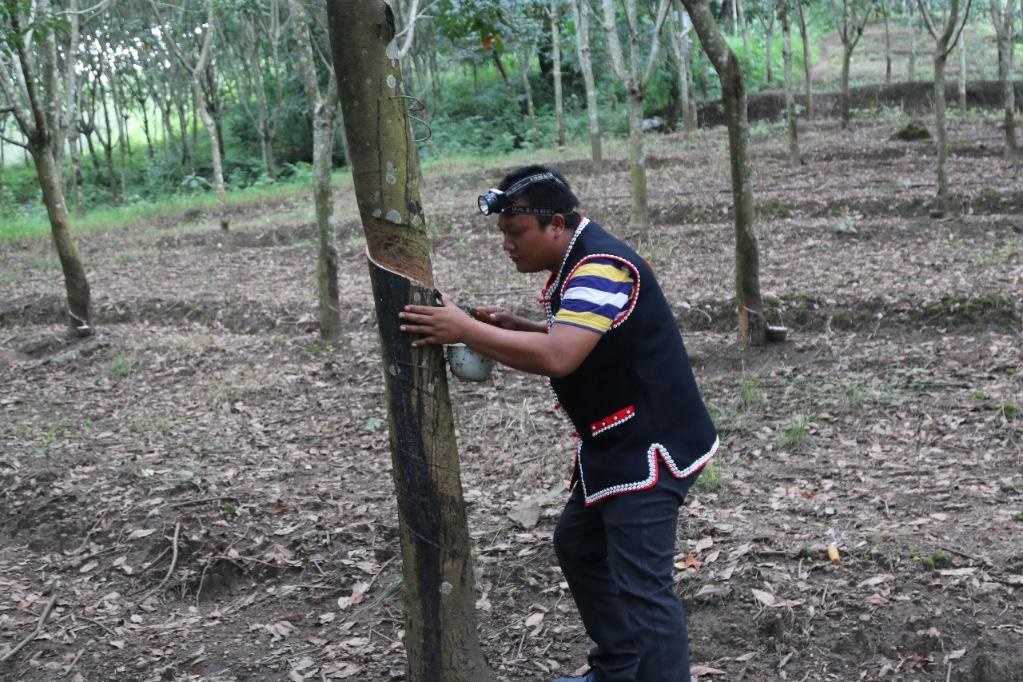 2017年10月，云南省永德縣團樹村佤族膠農(nóng)蔣文富在割膠