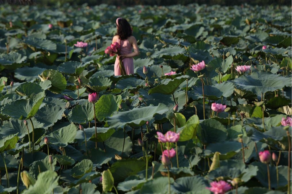 這是2020年7月15日，一名女子在越南首都河內(nèi)西湖畔的荷花叢中留影。