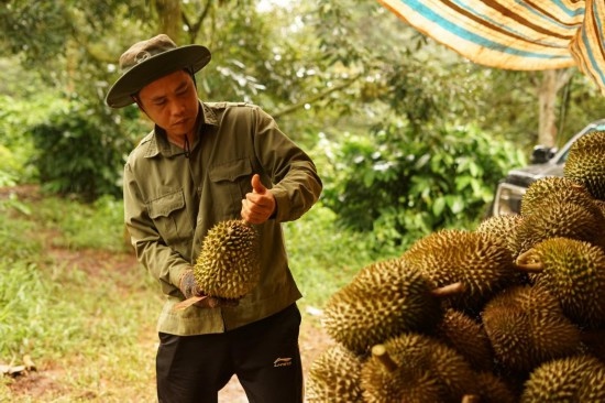 9月15日，在越南多樂省一家榴蓮果園，一名果農初步清潔剛采摘的榴蓮。依托中國-東盟博覽會等平臺，越來越多東盟國家的榴蓮得以更加便捷地進入中國市場，并以更加優(yōu)惠的價格走上消費者的餐桌。（新華社記者胡佳麗攝）