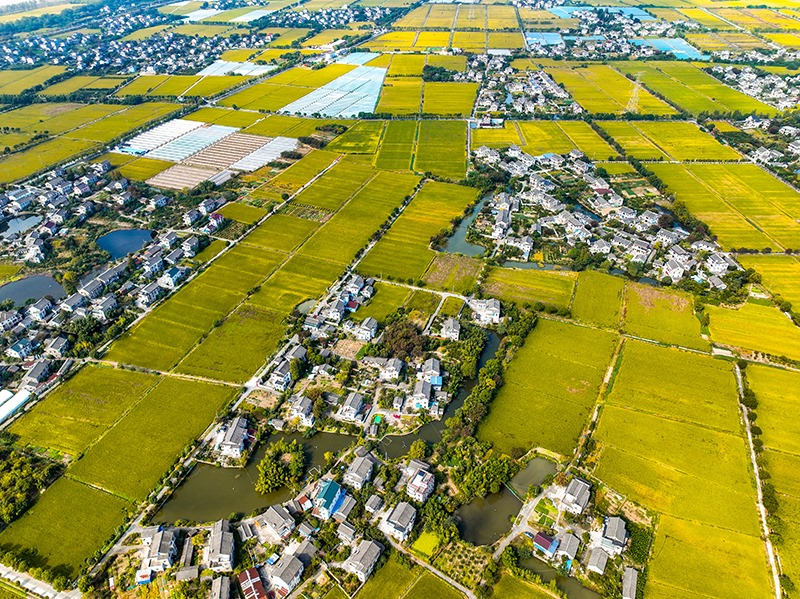 2023年10月22日，浙江海寧市黃灣鎮(zhèn)，金秋時節(jié)，金黃色的稻田與美麗鄉(xiāng)村構成一幅寧靜祥和的畫卷。