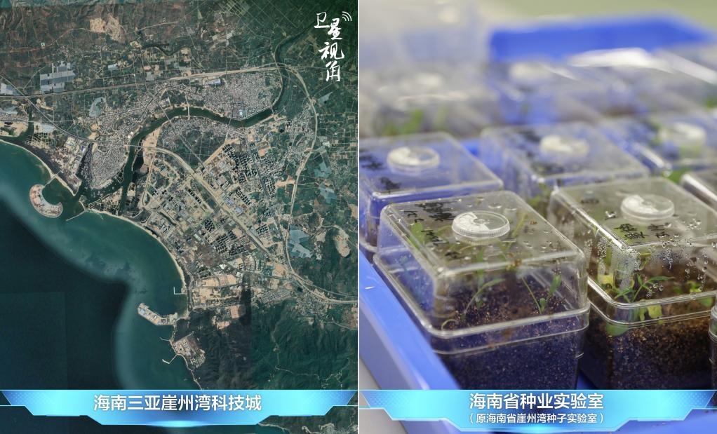 位于三亞崖州灣科技城的海南省種業(yè)實驗室（原海南省崖州灣種子實驗室）將形成輻射全國和“一帶一路”沿線國家的種子科學(xué)技術(shù)創(chuàng)新中心。