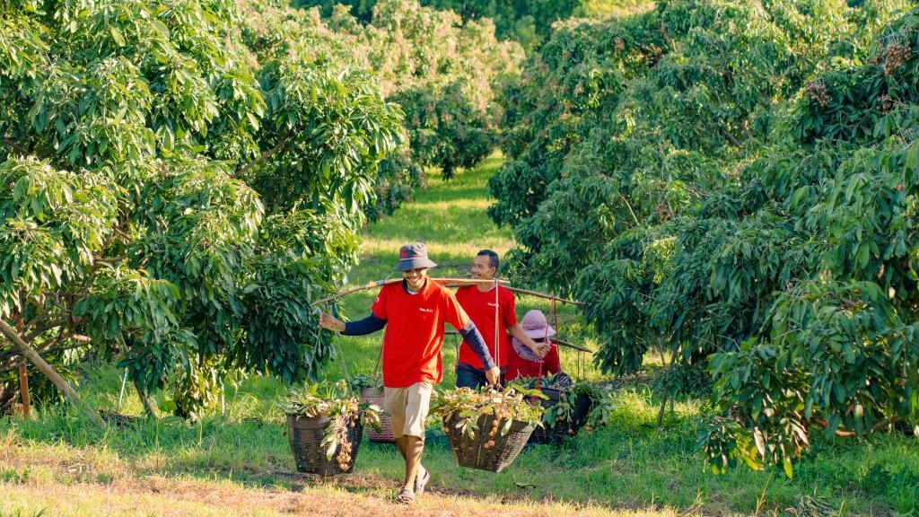 2023年10月，泰國尖竹汶府的龍眼種植園內(nèi)，采果工人正在運輸新采摘的龍眼。（黎銀成攝 新華社發(fā)）