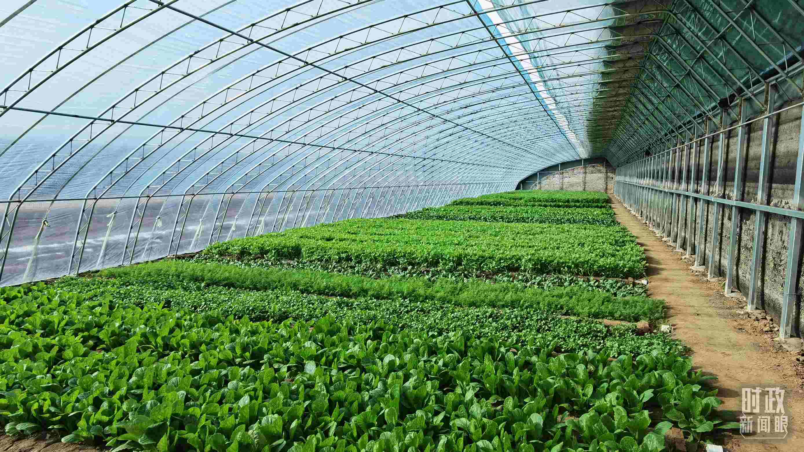 △第六埠村蔬菜大棚。（總臺(tái)央視記者郭鴻拍攝）