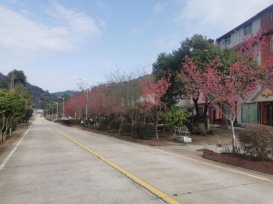 道路兩旁的山櫻花。將樂(lè)縣農(nóng)業(yè)農(nóng)村局供圖