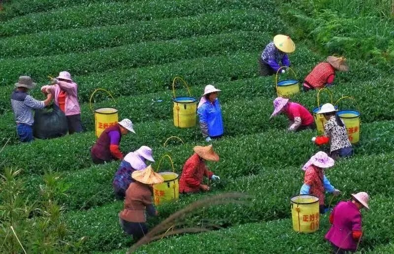 △軍營村茶農(nóng)在茶園采茶。