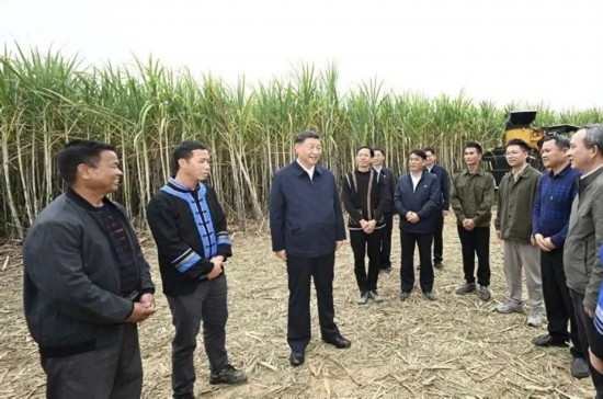 2023年12月14日，習(xí)近平總書記在廣西來賓市國家現(xiàn)代農(nóng)業(yè)產(chǎn)業(yè)園黃安優(yōu)質(zhì)“雙高”糖料蔗基地考察。