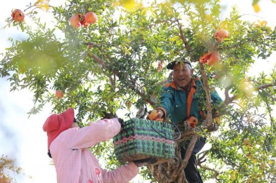 紅彤彤的石榴掛滿枝頭，農(nóng)戶們穿梭在林中采摘，享受著豐收的喜悅。