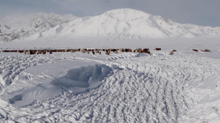 蒙古國(guó)近日發(fā)生雪災(zāi)。圖片來源：蒙政府網(wǎng)站