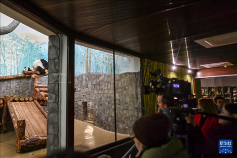 3月8日，人們在俄羅斯莫斯科動物園觀看大熊貓“喀秋莎”（左）和媽媽“丁丁”。新華社記者 曹陽 攝