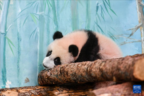 這是3月8日在俄羅斯莫斯科動物園拍攝的大熊貓“喀秋莎”。新華社記者 曹陽 攝