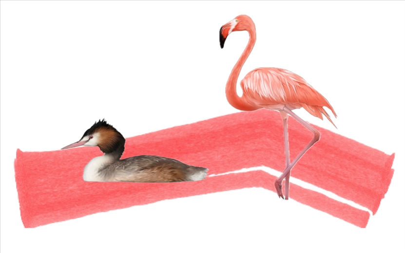 奇跡鳥類（火烈鳥總目）。浙江大學(xué)供圖