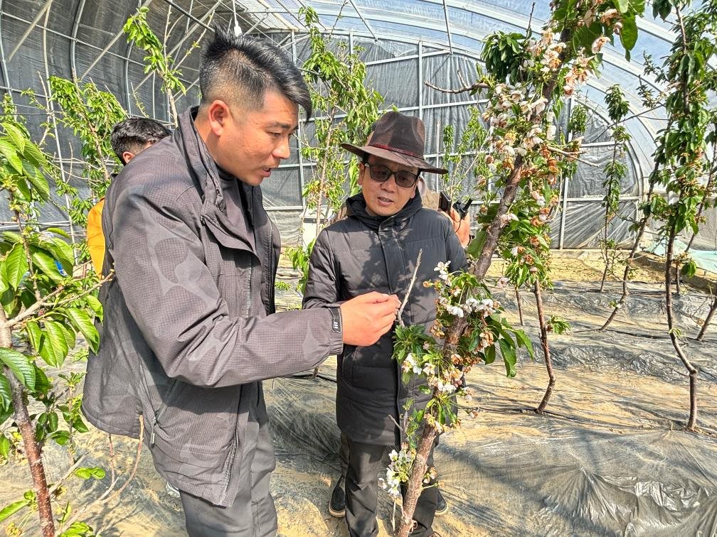 山東援藏小組及技術(shù)人員在大棚查看果蔬長(zhǎng)勢(shì)。（受訪者供圖）