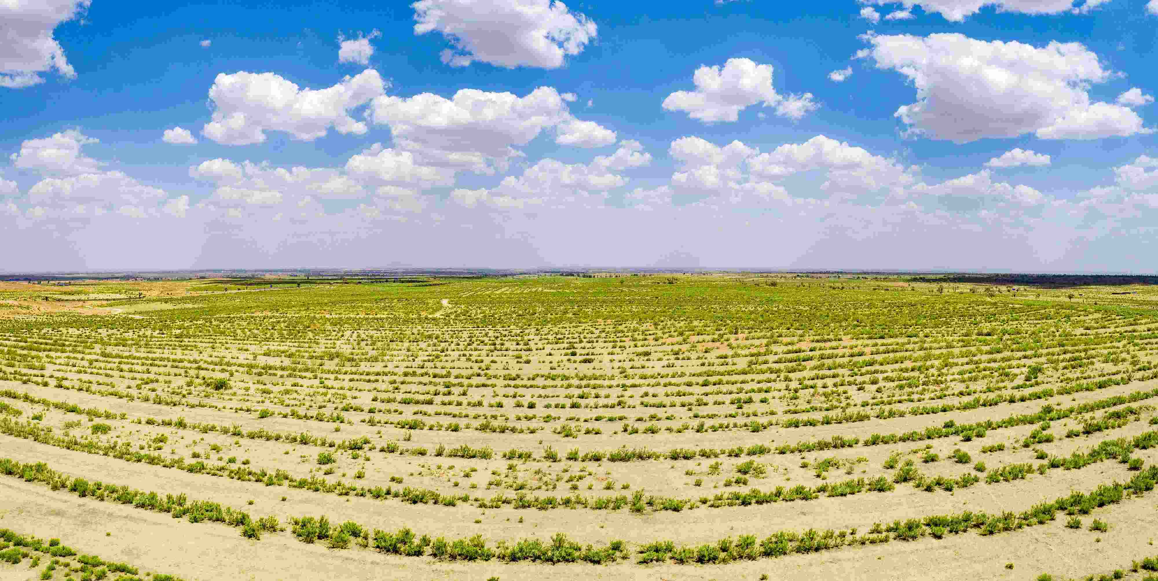 2023年6月7日，內(nèi)蒙古鄂爾多斯，毛烏素沙漠。