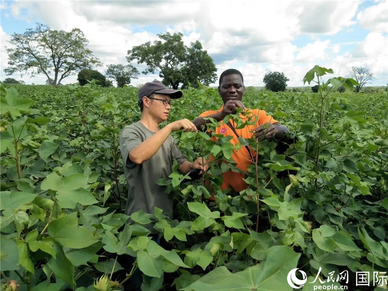 首小勇指導(dǎo)當(dāng)?shù)剞r(nóng)民種植棉花。人民網(wǎng)記者 黃培昭攝