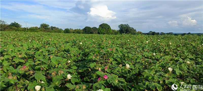 中國(guó)技術(shù)培養(yǎng)的當(dāng)?shù)孛藁ㄌ?。人民網(wǎng)記者 黃培昭攝