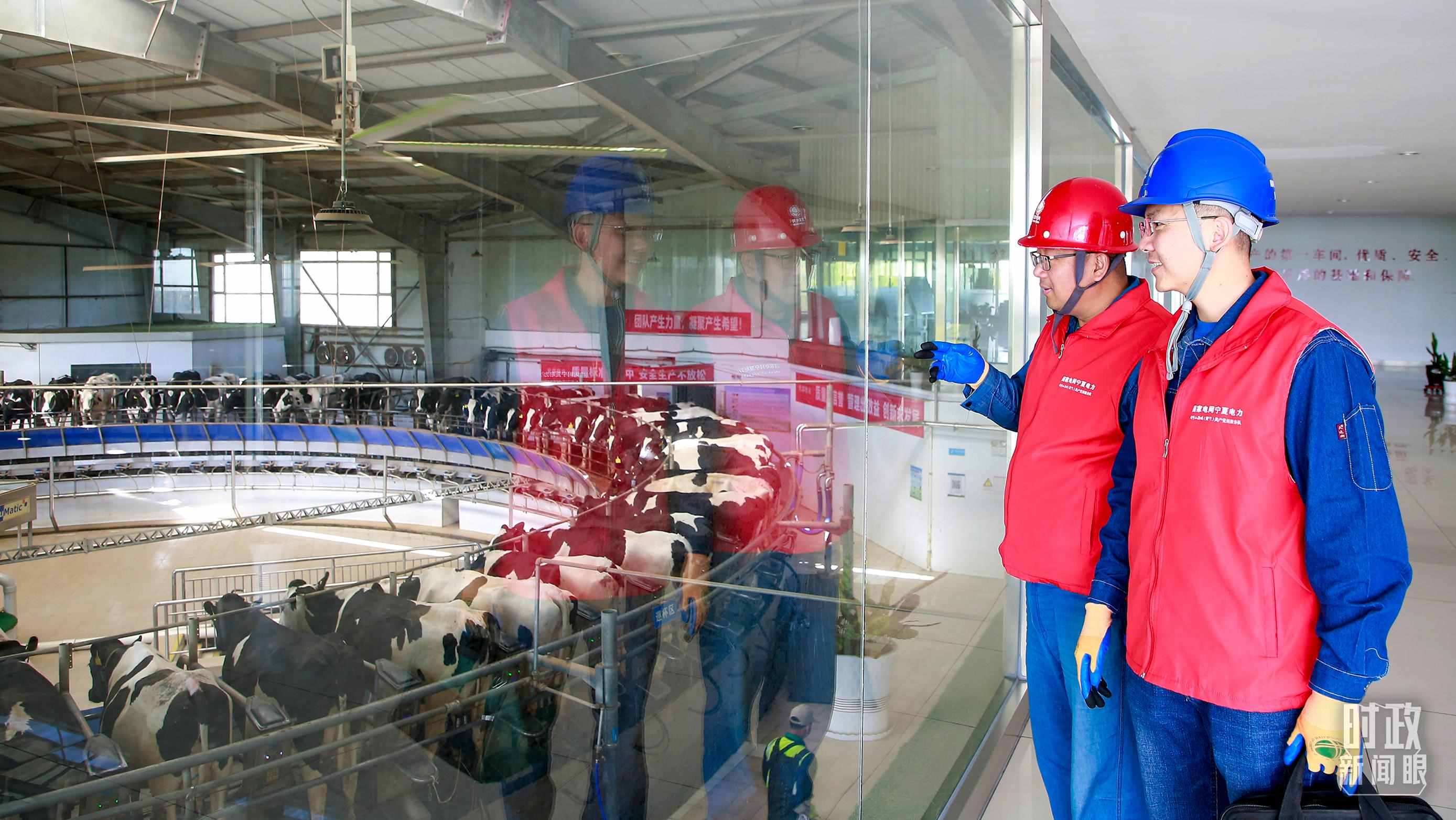  △寧夏銀川，電力員工深入奶牛養(yǎng)殖企業(yè)，助力數(shù)智化養(yǎng)殖。（圖/視覺中國）