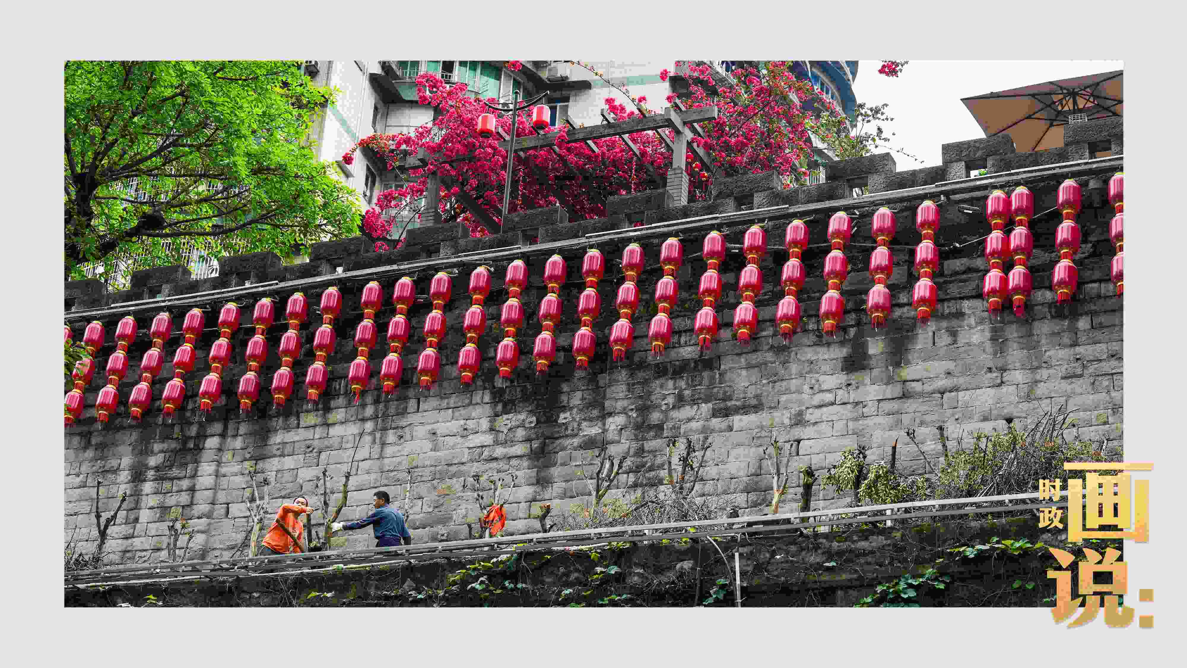 △盛放的三角梅下，園林工人修剪著古老通遠(yuǎn)門城墻上的一抹新綠。