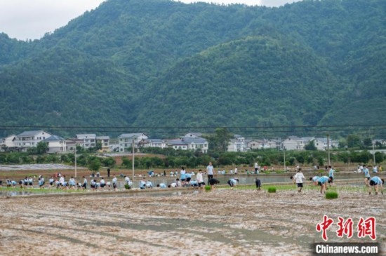 圖為5月21日，綏陽(yáng)縣旺草中學(xué)學(xué)生在旺草萬(wàn)畝大壩體驗(yàn)插秧。唐哲 攝