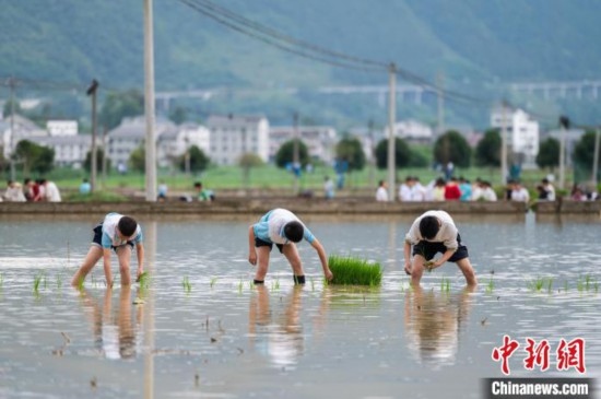 圖為5月21日，綏陽(yáng)縣旺草中學(xué)學(xué)生在旺草萬(wàn)畝大壩體驗(yàn)插秧。唐哲 攝