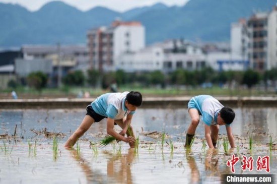 圖為5月21日，兩名學(xué)生在綏陽(yáng)縣旺草萬(wàn)畝大壩體驗(yàn)插秧。唐哲 攝