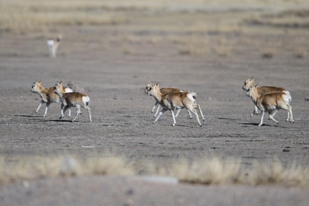 這是1月24日在青海省海北藏族自治州剛察縣哈爾蓋鎮(zhèn)境內(nèi)的草原上拍攝的普氏原羚。新華社記者 張龍 攝