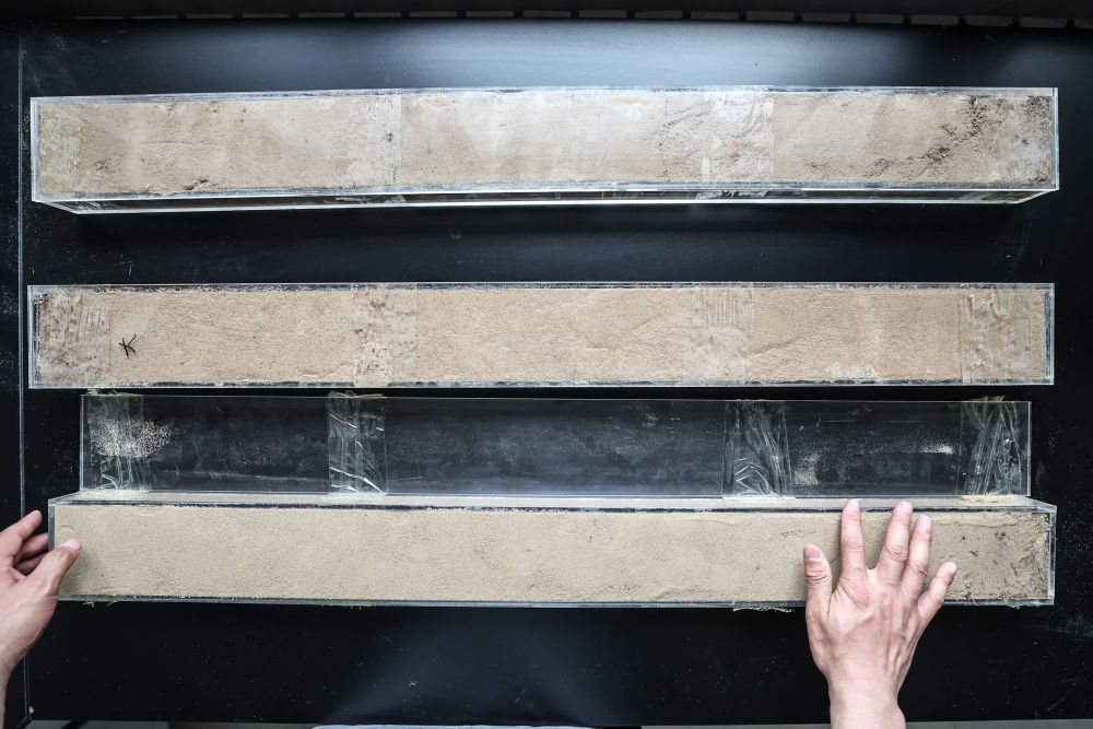 “草根博士”呂林有在遼寧省農(nóng)業(yè)科學(xué)院沙地治理與利用研究所章古臺(tái)基地實(shí)驗(yàn)室整理提取的沙地土壤剖面樣本（2024年5月30日攝）。新華社記者 潘昱龍 攝