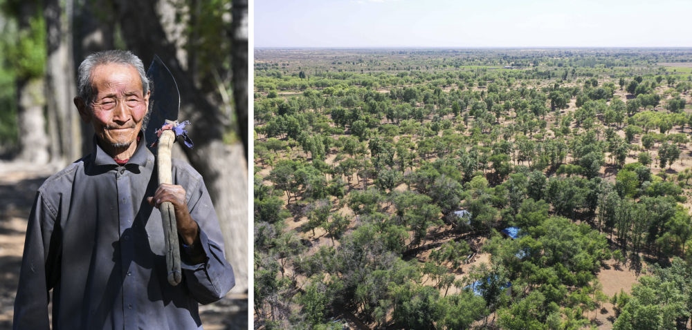 拼版照片：左圖為內(nèi)蒙古鄂托克前旗呼和陶勒蓋嘎查的牧民曹扎娃出門勞作（2023年6月14日攝）；右圖為曹扎娃的承包地（2023年6月14日攝，無人機(jī)照片）。20世紀(jì)80年代，在毛烏素沙地中，曹扎娃主動(dòng)承包了2300多畝沙地。這么多年來，曹扎娃堅(jiān)持種樹治沙，最終將沙地變成了林海。新華社記者 劉磊 攝