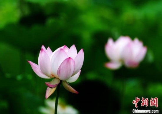 6月19日，時值一年畢業(yè)季，四川大學(xué)望江校區(qū)荷花池里的荷花盛開，成為了畢業(yè)生們的打卡圣地，吸引了眾多畢業(yè)生拍照留念。圖為盛開的荷花。中新社記者 安源 攝