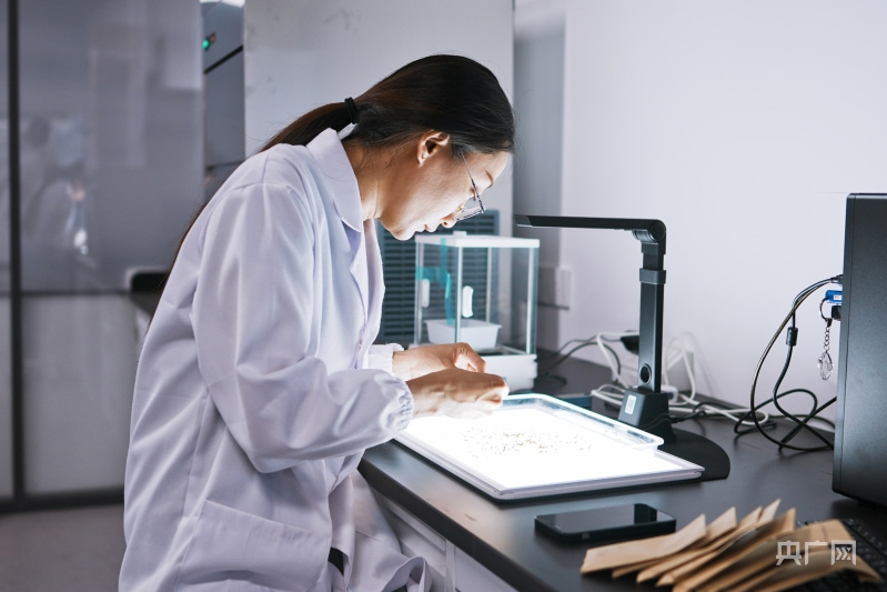 科研人員在實(shí)驗(yàn)室進(jìn)行考種工作（央廣網(wǎng)記者 張羲輪 攝）