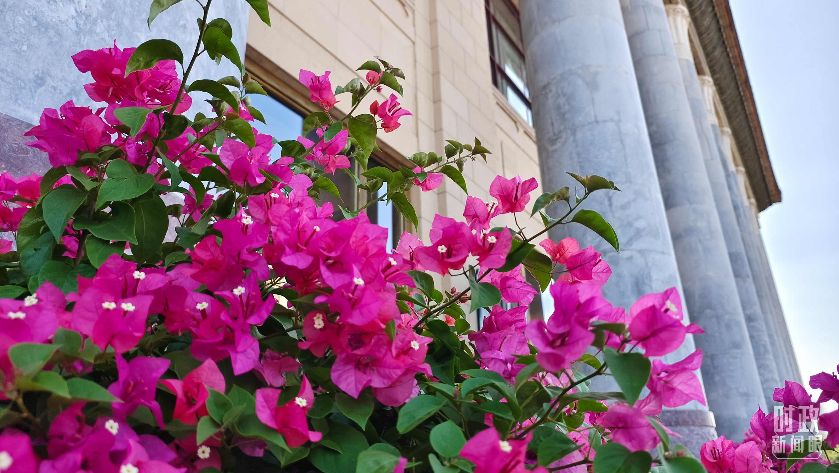 △人民大會堂外花團錦簇。（總臺央視記者韓銳拍攝）