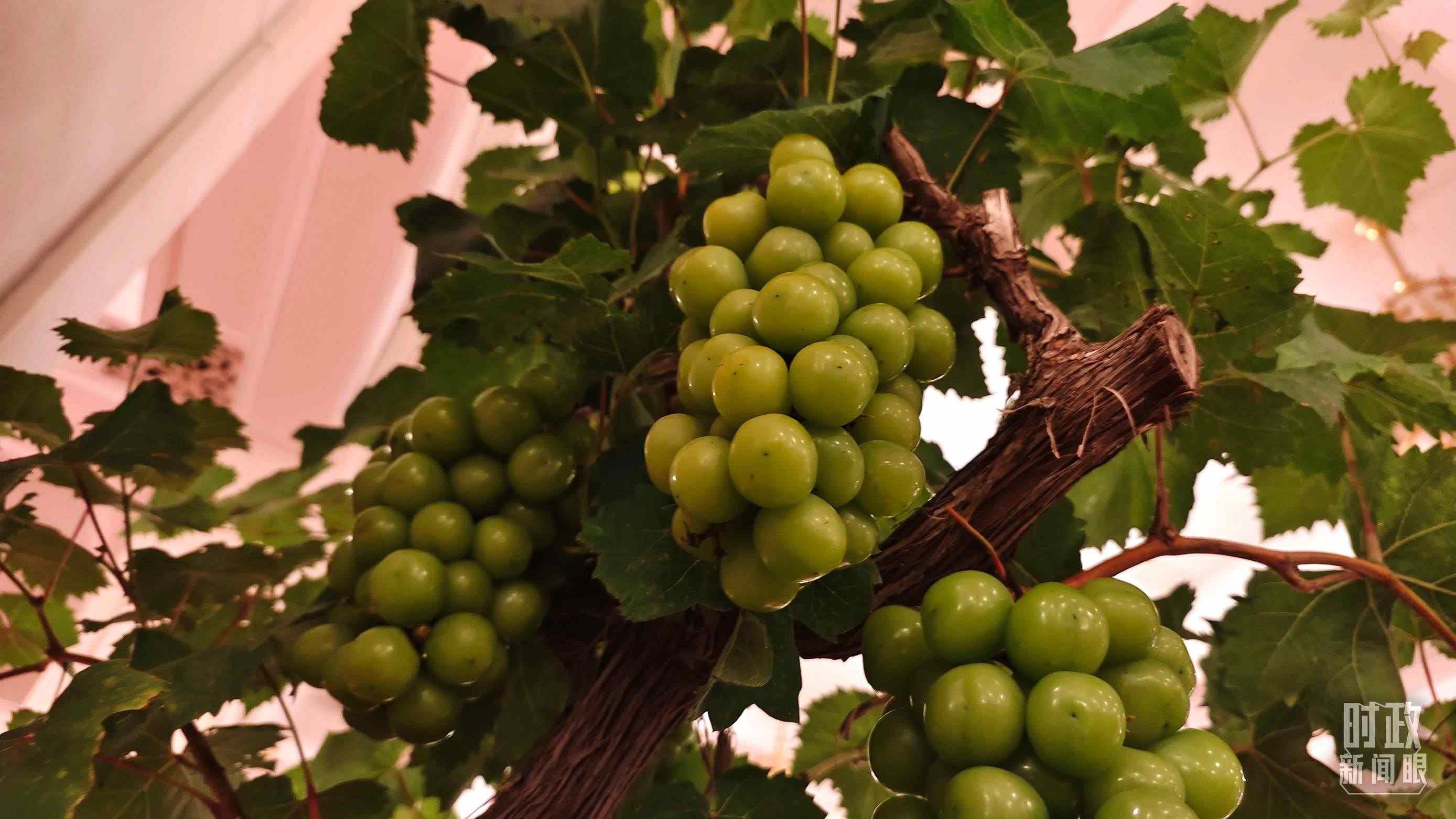  △人民大會堂的盆景，碩果累累。（總臺央視記者韓銳拍攝）