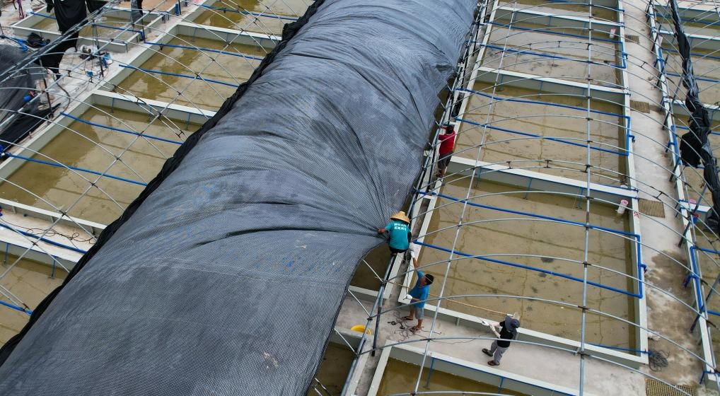 在文昌市翁田鎮(zhèn)的海興農(nóng)翁田蝦苗場，工人重新鋪設(shè)頂棚。無人機(jī)照片，新華社記者楊冠宇 攝