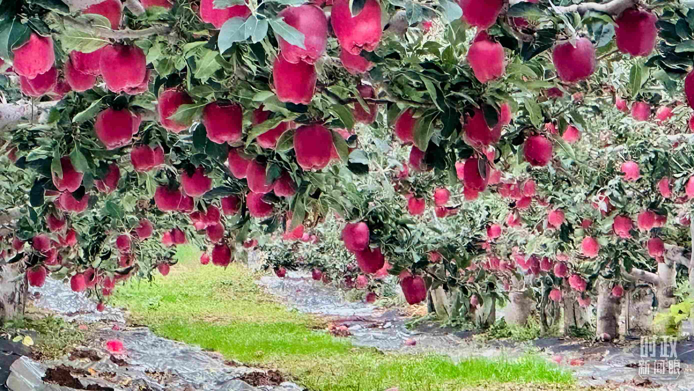 △ 麥積區(qū)南山花牛蘋果基地。（總臺(tái)央視記者范一鳴拍攝）