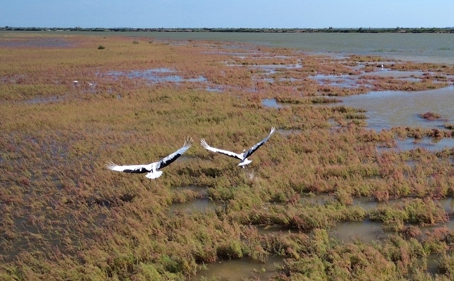 2024年8月28日，丹頂鶴在黃河三角洲國家級自然保護區(qū)展翅翱翔（無人機照片）。新華社記者 徐速繪 攝