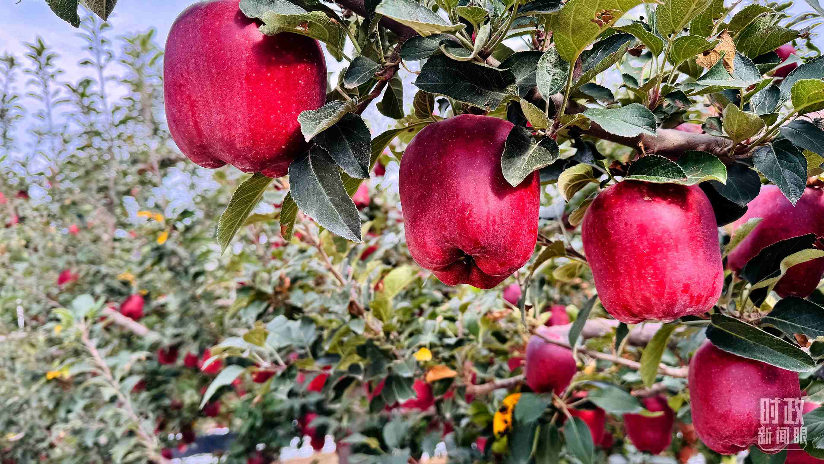 △ 麥積區(qū)南山花牛蘋果基地。（總臺(tái)央視記者黎兵拍攝）