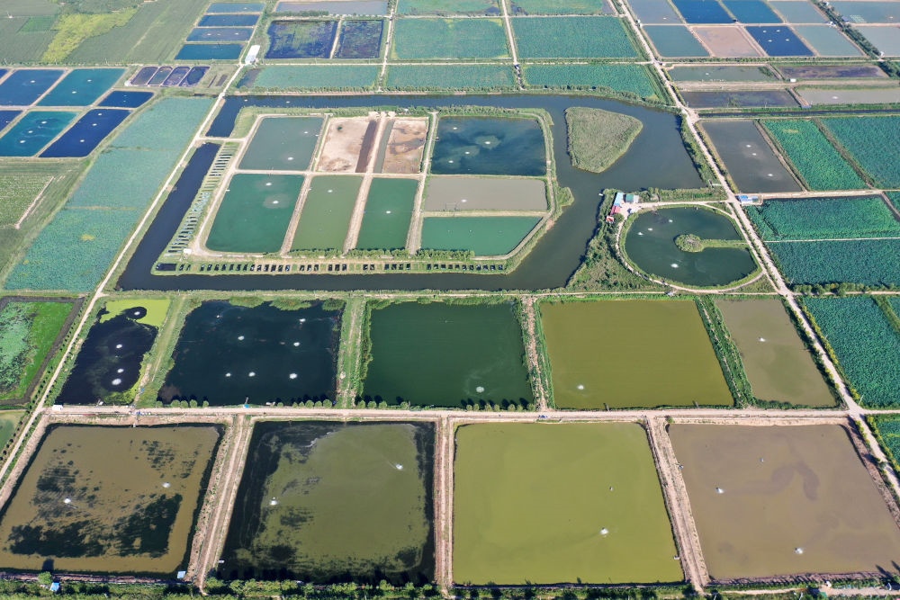 2024年8月13日在山西省臨猗縣薛公村拍攝的蟹塘（無人機照片）。薛公村位于黃河岸邊，有5000多畝黃河灘涂和近5000畝荒溝。當?shù)赝ㄟ^將荒溝和灘涂進行整合，發(fā)展特色水產(chǎn)養(yǎng)殖，讓守著黃河水、住在黃河灘的薛公村村民有了新的致富路。